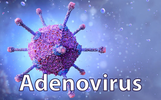 Adenovirus